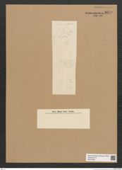 Diatomeae indet. Zeichnungen Sammlung Grunow Nr. 6070 (NHMW-BOT-W0374585)